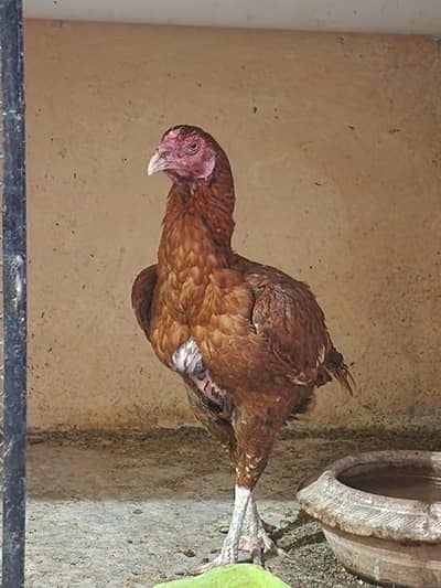 Aseel Hight quality hen Old blood line