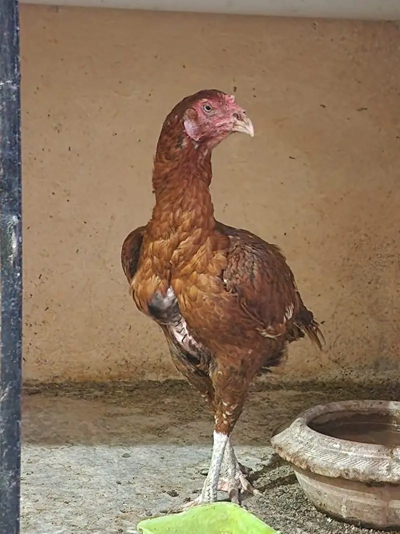 Aseel Hight quality hen Old blood line — photo 2