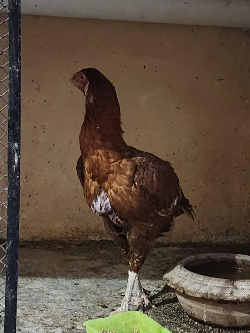 Aseel Hight quality hen Old blood line — photo 3