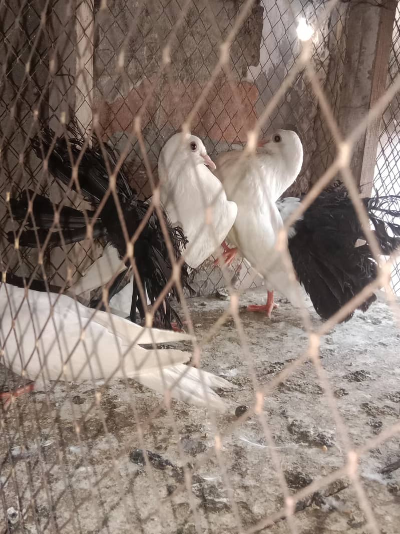 black tail 0