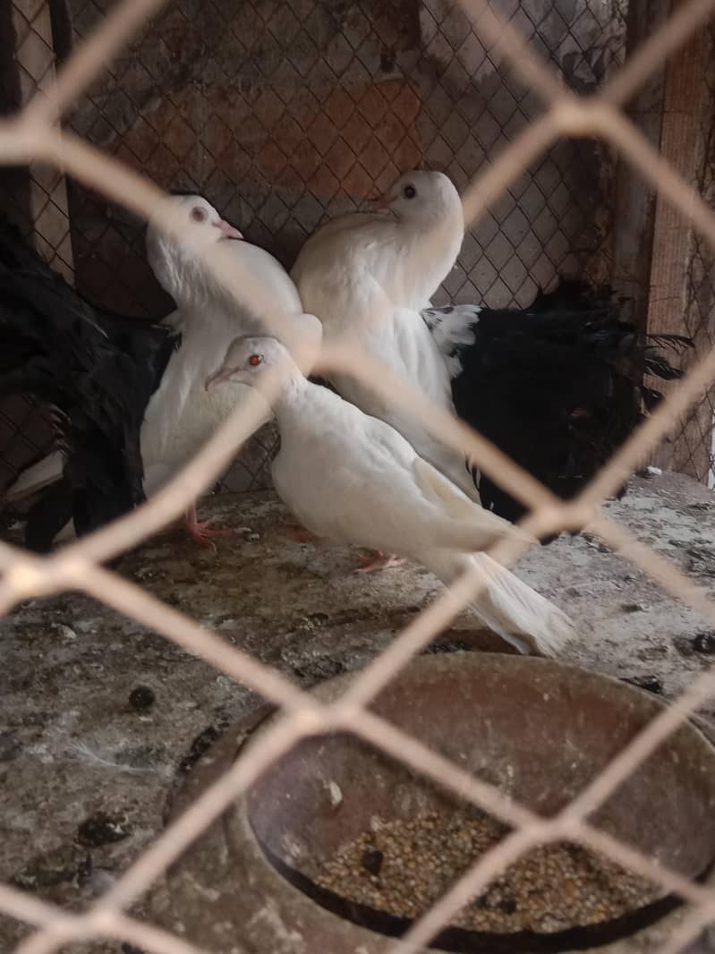 black tail 1