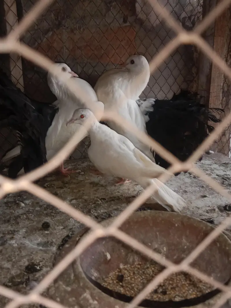 black tail — photo 2