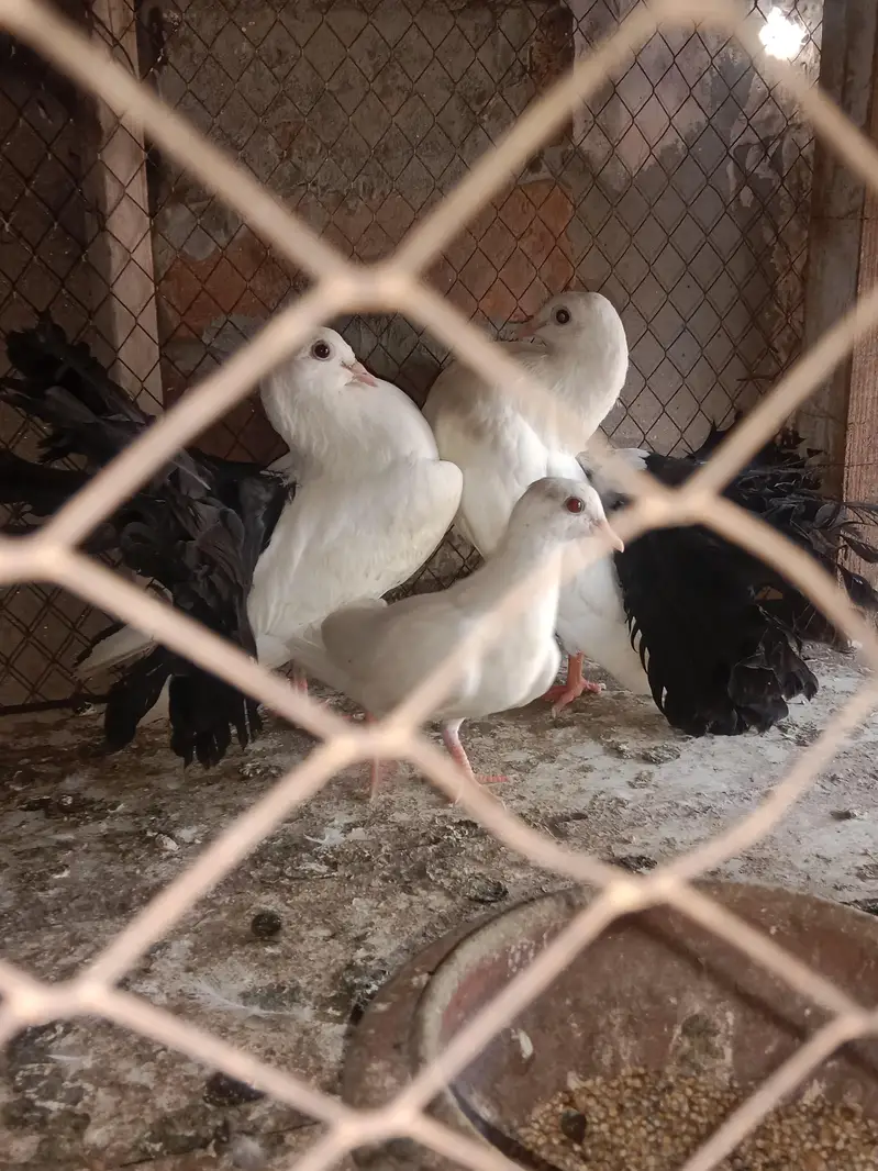black tail — photo 3