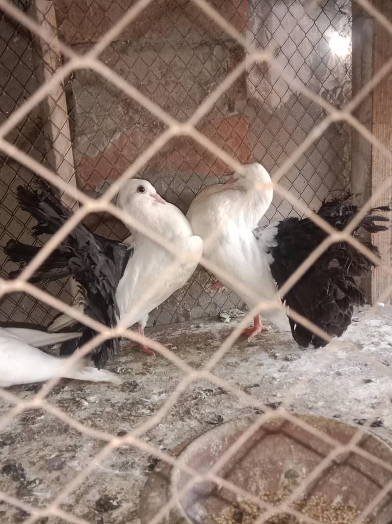 black tail 3