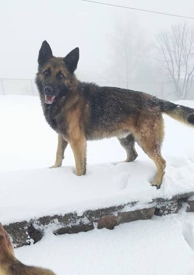 Pure working line ddr german shepard pupies available