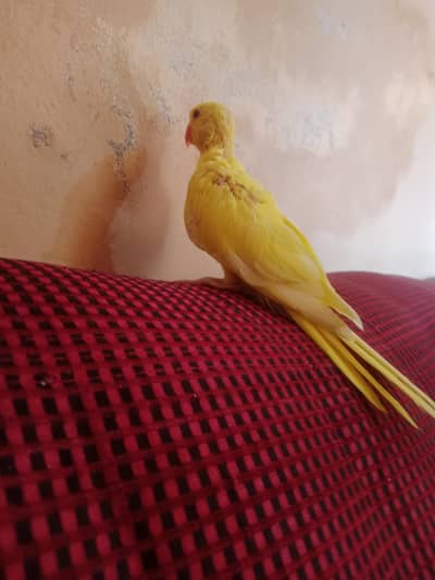 yellow ring neck baby hand tame