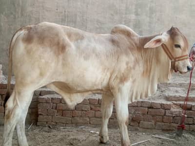 Stilan Brahman|Bachra| bull |vacha|cow|Quarbani lover | best breed cow