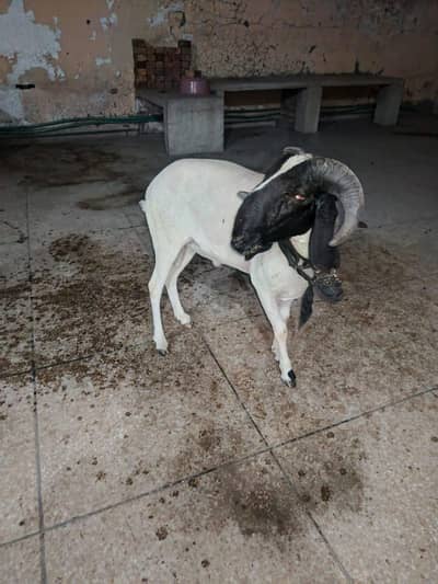 bakra