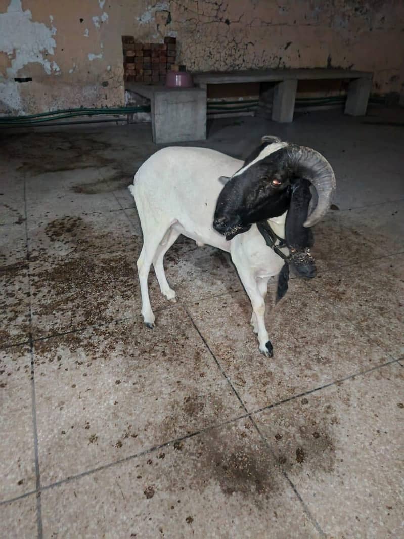 bakra 0