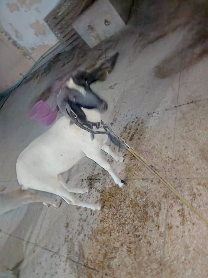 bakra 1