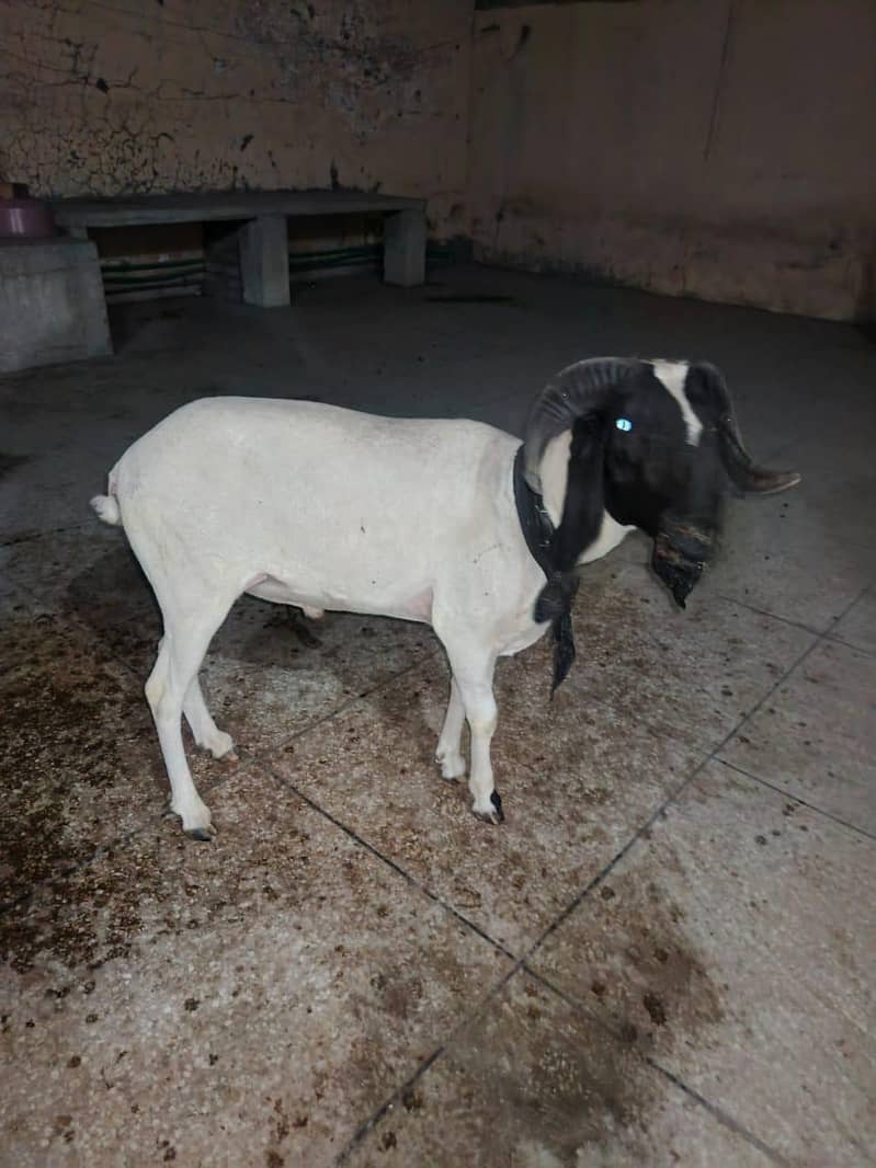 bakra 2