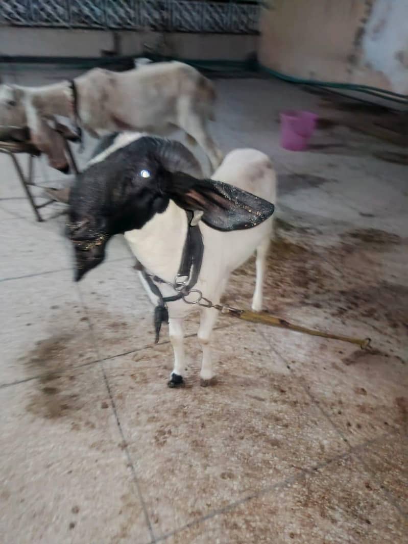 bakra 3