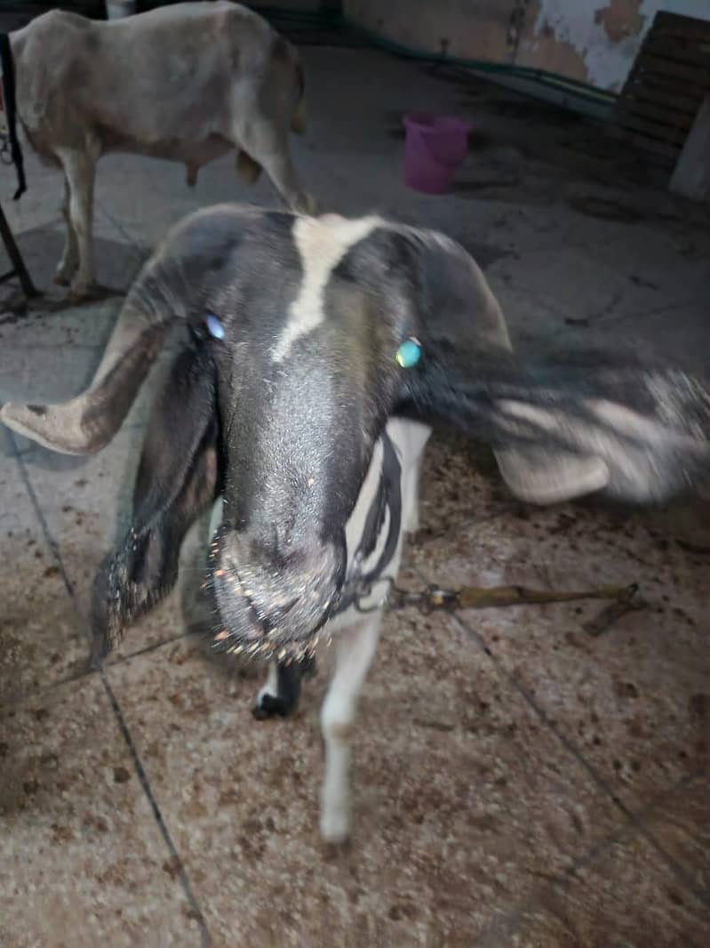 bakra 4