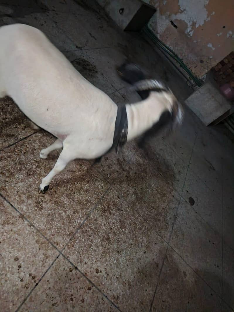 bakra 5