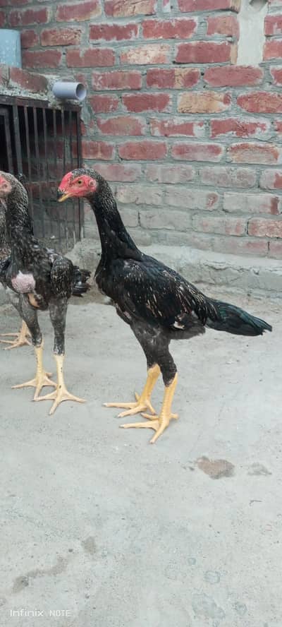 2 pair japnese shamo available