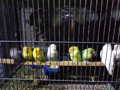 breeder pairs for sale