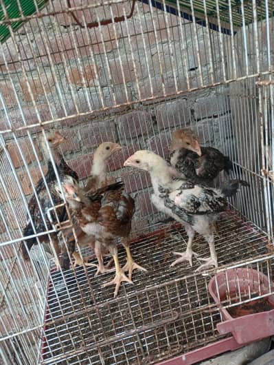 Aseel Chicks For Sale