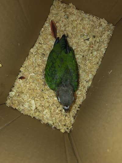 Green cheek conure