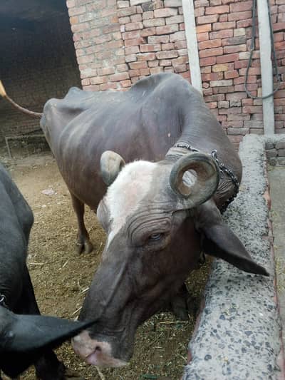 Brown buffalo