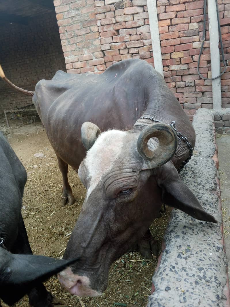 Brown buffalo 2