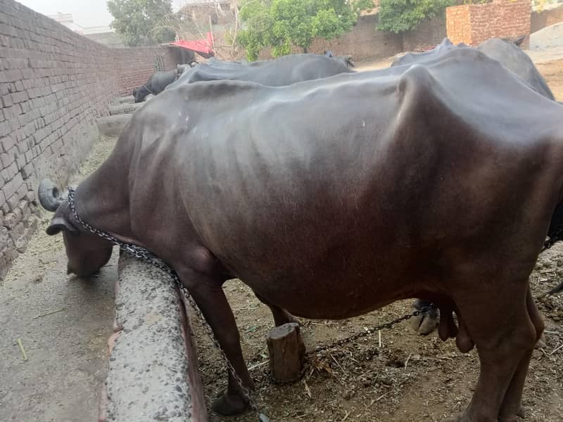 Brown buffalo 4