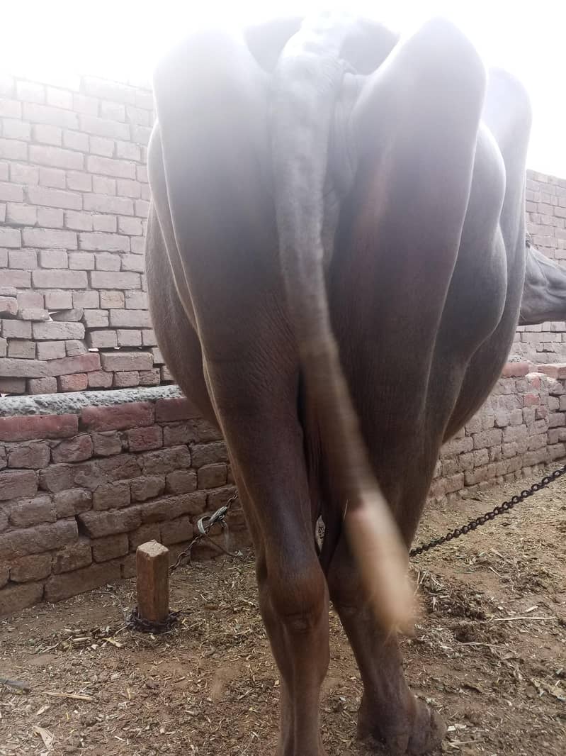 Brown buffalo 5