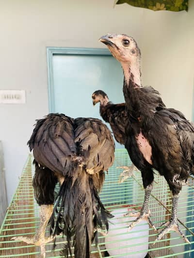 Imported Pure Aseel Thai chicks