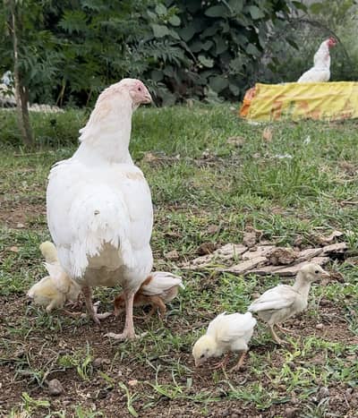 White Aseel chuzy for sale