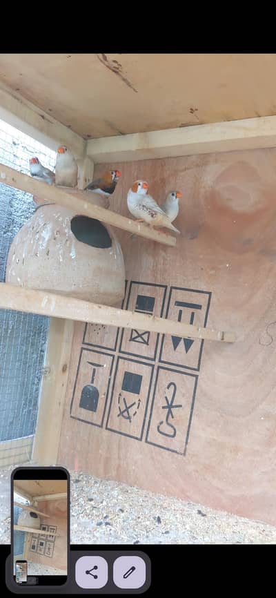 mutation finch