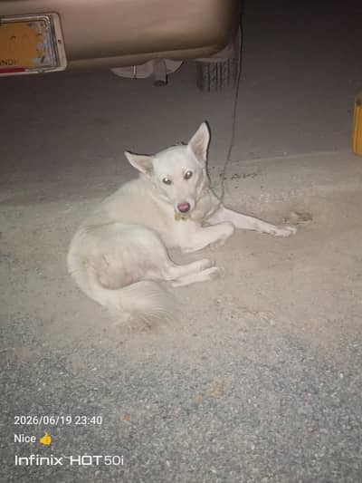 Desi Mix dog