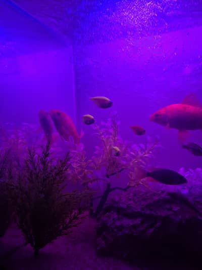 Aquarium with different fish types
