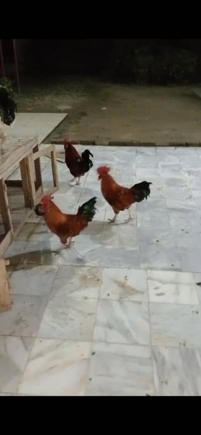 Golden Misri Male