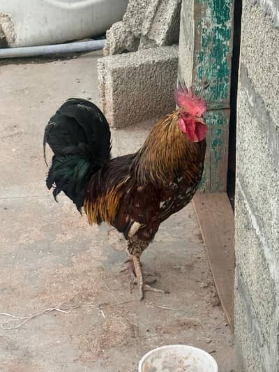 lohman brown hen & murga