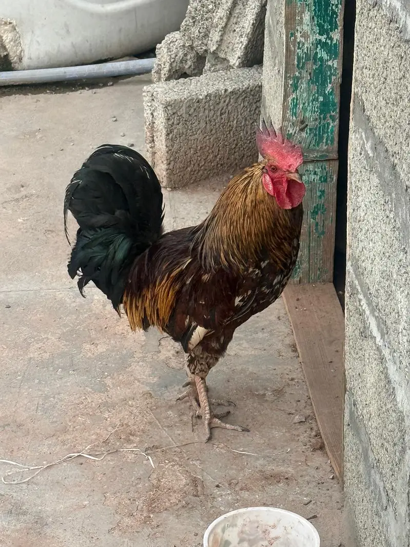 lohman brown hen & murga