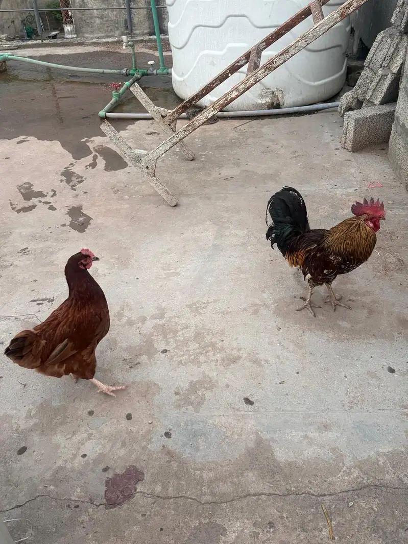 lohman brown hen & murga — photo 2