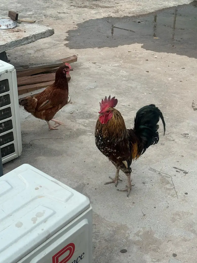 lohman brown hen & murga — photo 3