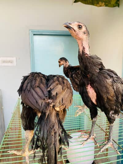 Imported Pure Aseel Thai chicks