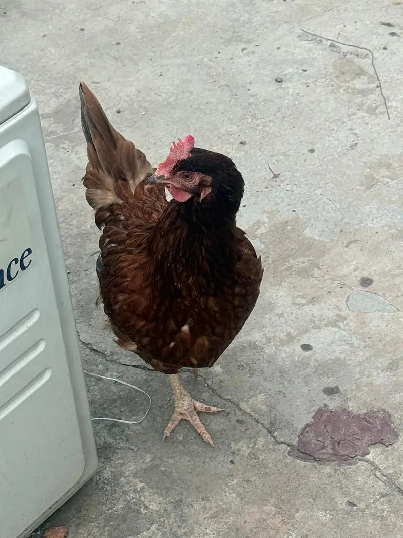 lohman brown hen & murga — photo 4