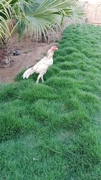 High Quality Murgha Long Height 03435323463