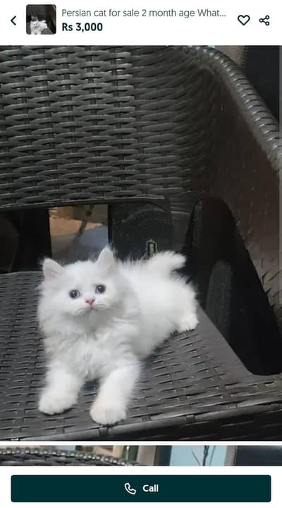 Persian cat for sale 2 month age Whatsapp no 03291198929
