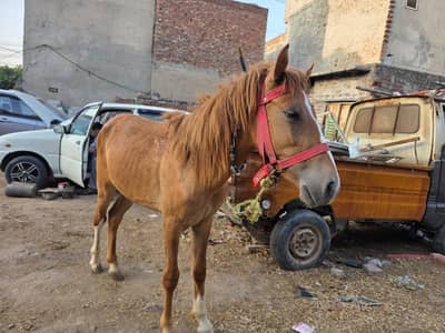 pony horas