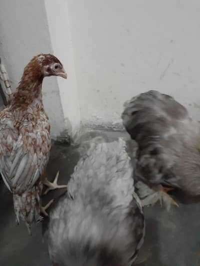 2 Grey Bantam (Male) & 1 Aseel Hen for sale