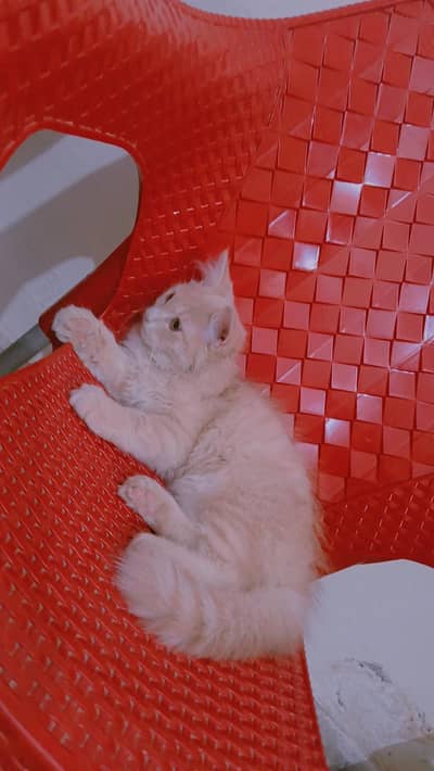 Persian breed