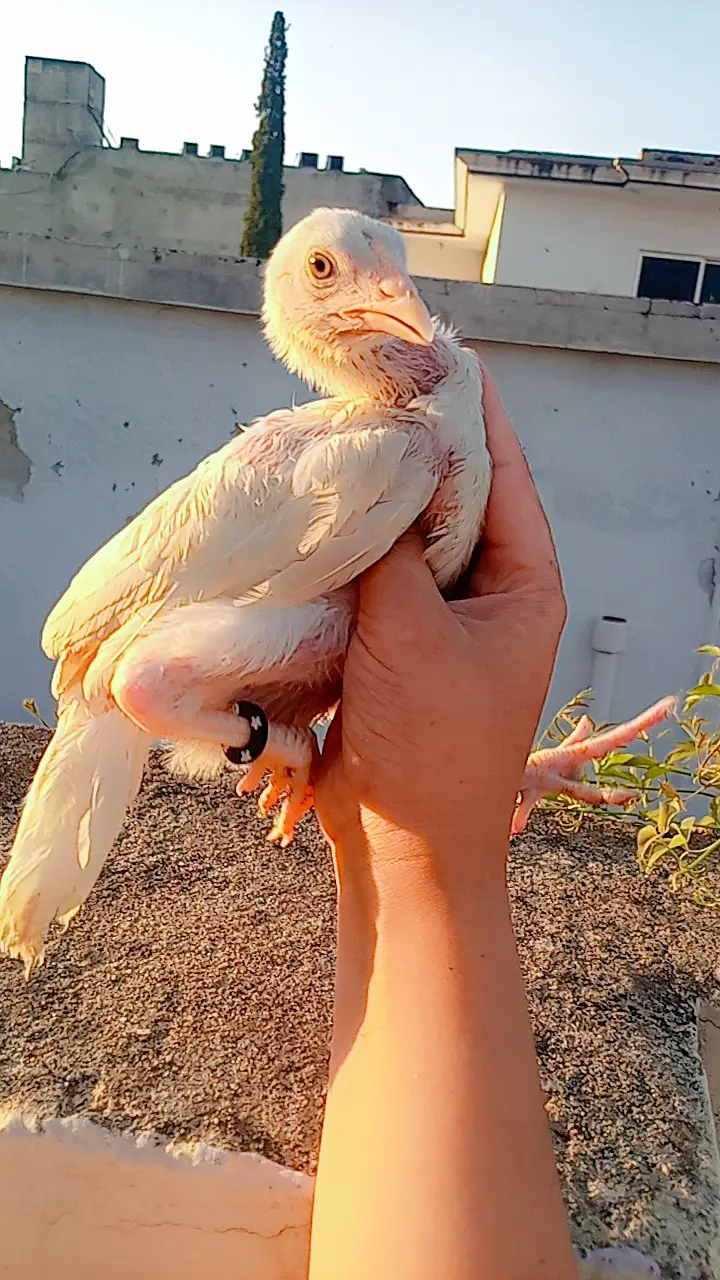 Heera aseel chick pair — photo 3