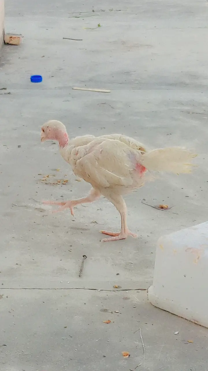 Heera aseel chick pair — photo 4