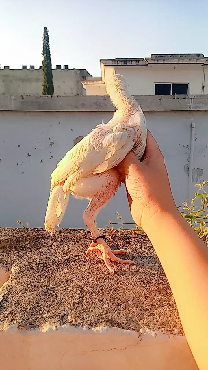 Heera aseel chick pair — photo 5