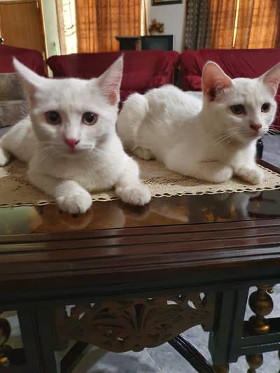 argent sale kerni hai