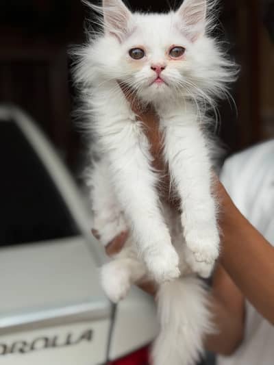 Persian Kitten Triple Coat