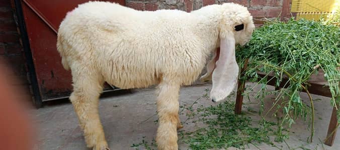 AA  goats farm