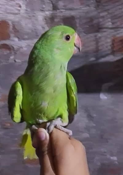 Green Parrot